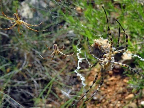 Réf. 210 742 : Argiope lobata